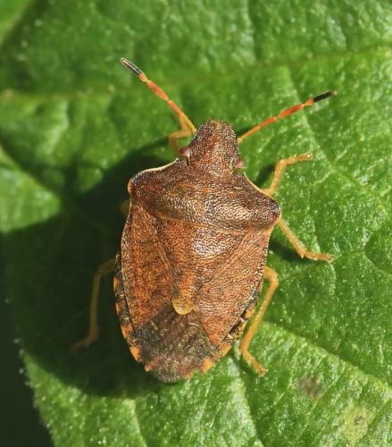 Réf. 219 361 : Peribalus strictus strictus